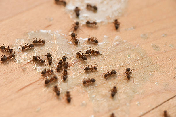 Best Best Pest Control Companies  in Homer, LA